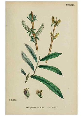 Reproducción/Reproduction 48754140142: English botany, or, Coloured figures of British plants /. London :R. Hardwicke,1863-1886.. 