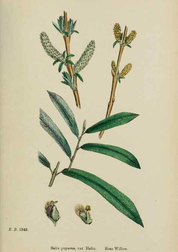 Reproducción/Reproduction 48754140142: English botany, or, Coloured figures of British plants /. London :R. Hardwicke,1863-1886.. 