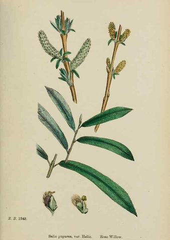 Reproducción/Reproduction 48754140142: English botany, or, Coloured figures of British plants /. London :R. Hardwicke,1863-1886.. 