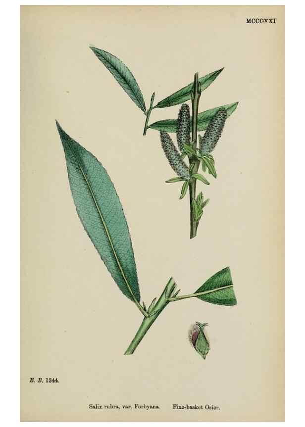 Reproducción/Reproduction 48753626028: English botany, or, Coloured figures of British plants /. London :R. Hardwicke,1863-1886.. 