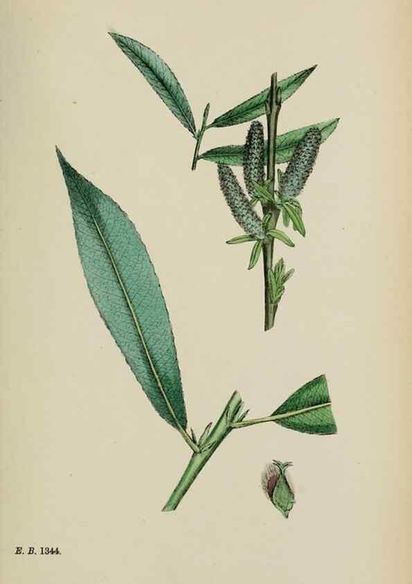 Reproducción/Reproduction 48753626028: English botany, or, Coloured figures of British plants /. London :R. Hardwicke,1863-1886.. 