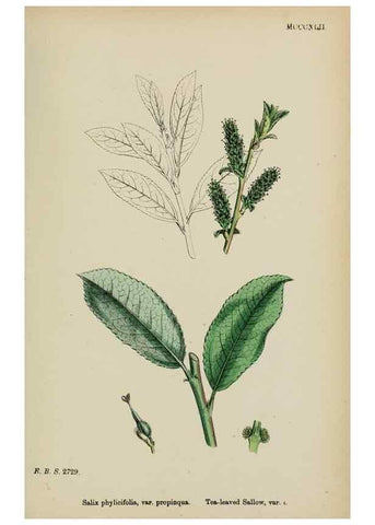 Reproducción/Reproduction 48753630923: English botany, or, Coloured figures of British plants /. London :R. Hardwicke,1863-1886.. 