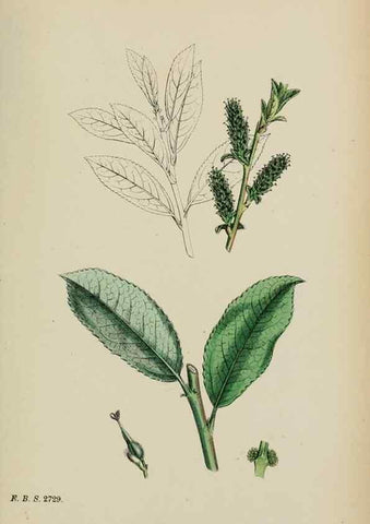 Reproducción/Reproduction 48753630923: English botany, or, Coloured figures of British plants /. London :R. Hardwicke,1863-1886.. 