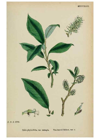 Reproducción/Reproduction 48753955866: English botany, or, Coloured figures of British plants /. London :R. Hardwicke,1863-1886.. 