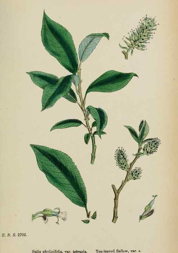 Reproducción/Reproduction 48753955866: English botany, or, Coloured figures of British plants /. London :R. Hardwicke,1863-1886.. 