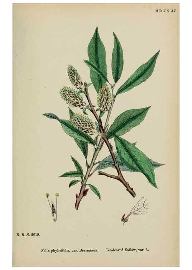 Reproducción/Reproduction 48753956111: English botany, or, Coloured figures of British plants /. London :R. Hardwicke,1863-1886.. 
