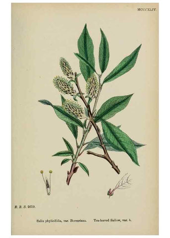 Reproducción/Reproduction 48753956111: English botany, or, Coloured figures of British plants /. London :R. Hardwicke,1863-1886.. 