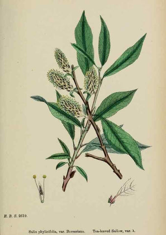 Reproducción/Reproduction 48753956111: English botany, or, Coloured figures of British plants /. London :R. Hardwicke,1863-1886.. 
