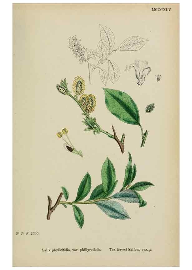 Reproducción/Reproduction 48753956391: English botany, or, Coloured figures of British plants /. London :R. Hardwicke,1863-1886.. 