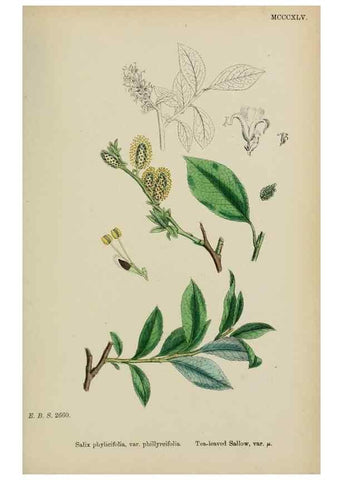 Reproducción/Reproduction 48753956391: English botany, or, Coloured figures of British plants /. London :R. Hardwicke,1863-1886.. 