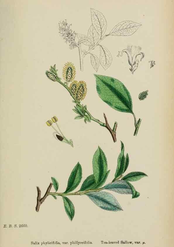 Reproducción/Reproduction 48753956391: English botany, or, Coloured figures of British plants /. London :R. Hardwicke,1863-1886.. 