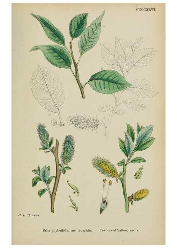Reproducción/Reproduction 48753956686: English botany, or, Coloured figures of British plants /. London :R. Hardwicke,1863-1886.. 