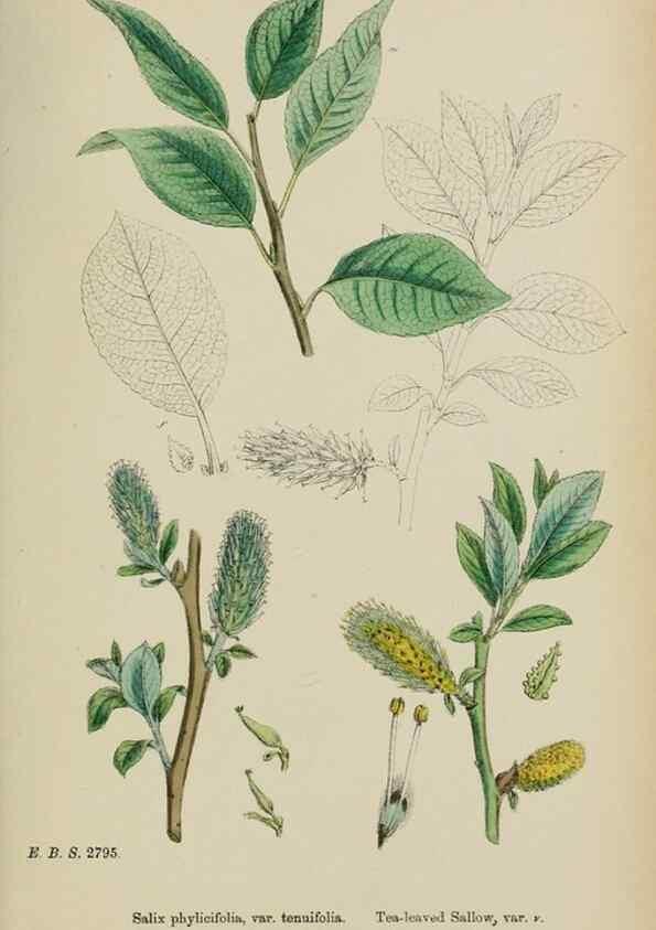 Reproducción/Reproduction 48753956686: English botany, or, Coloured figures of British plants /. London :R. Hardwicke,1863-1886.. 