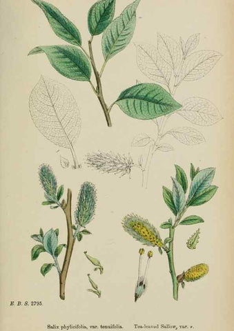Reproducción/Reproduction 48753956686: English botany, or, Coloured figures of British plants /. London :R. Hardwicke,1863-1886.. 