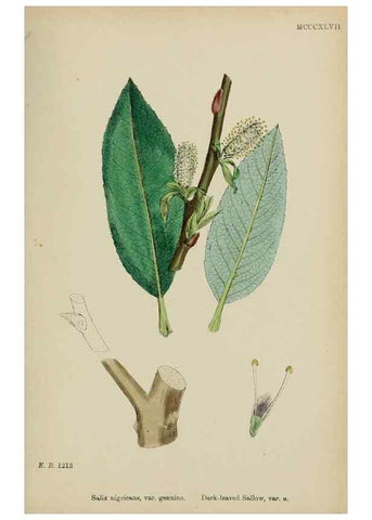Reproducción/Reproduction 48754146697: English botany, or, Coloured figures of British plants /. London :R. Hardwicke,1863-1886.. 