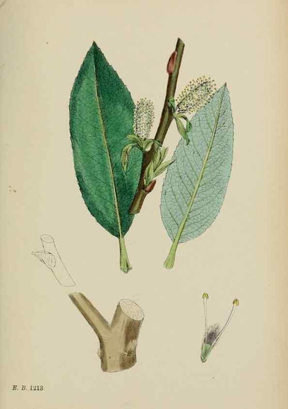 Reproducción/Reproduction 48754146697: English botany, or, Coloured figures of British plants /. London :R. Hardwicke,1863-1886.. 