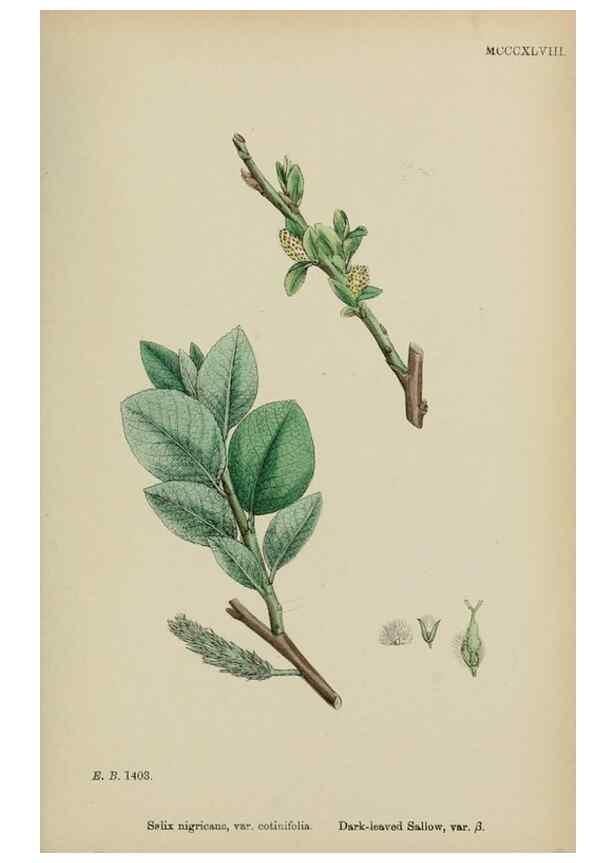 Reproducción/Reproduction 48753632153: English botany, or, Coloured figures of British plants /. London :R. Hardwicke,1863-1886.. 