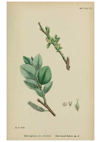 Reproducción/Reproduction 48753632153: English botany, or, Coloured figures of British plants /. London :R. Hardwicke,1863-1886.. 