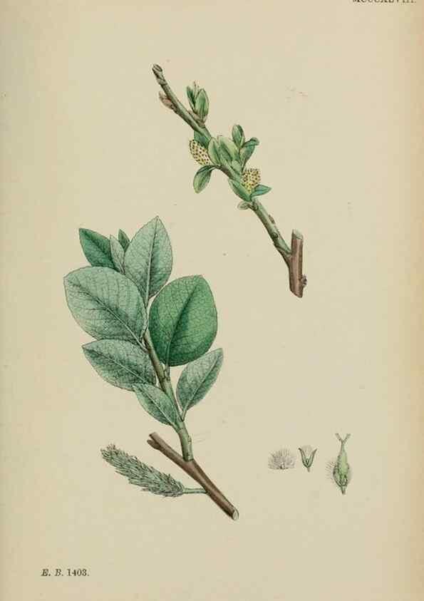 Reproducción/Reproduction 48753632153: English botany, or, Coloured figures of British plants /. London :R. Hardwicke,1863-1886.. 