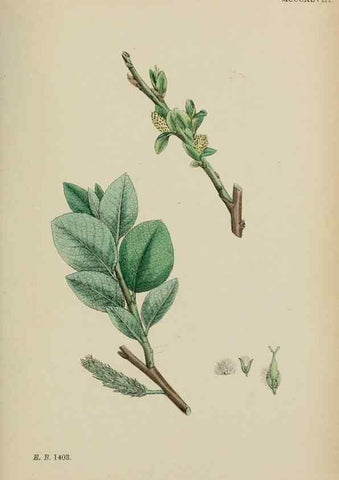 Reproducción/Reproduction 48753632153: English botany, or, Coloured figures of British plants /. London :R. Hardwicke,1863-1886.. 