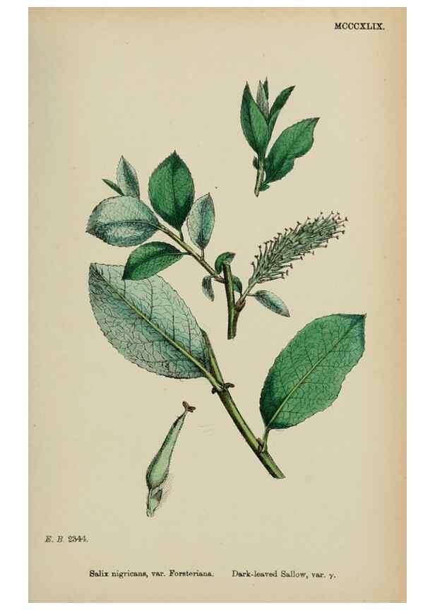 Reproducción/Reproduction 48753632378: English botany, or, Coloured figures of British plants /. London :R. Hardwicke,1863-1886.. 