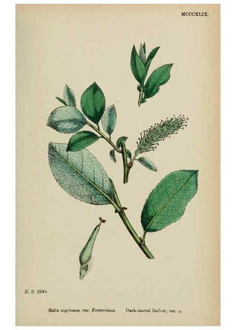 Reproducción/Reproduction 48753632378: English botany, or, Coloured figures of British plants /. London :R. Hardwicke,1863-1886.. 
