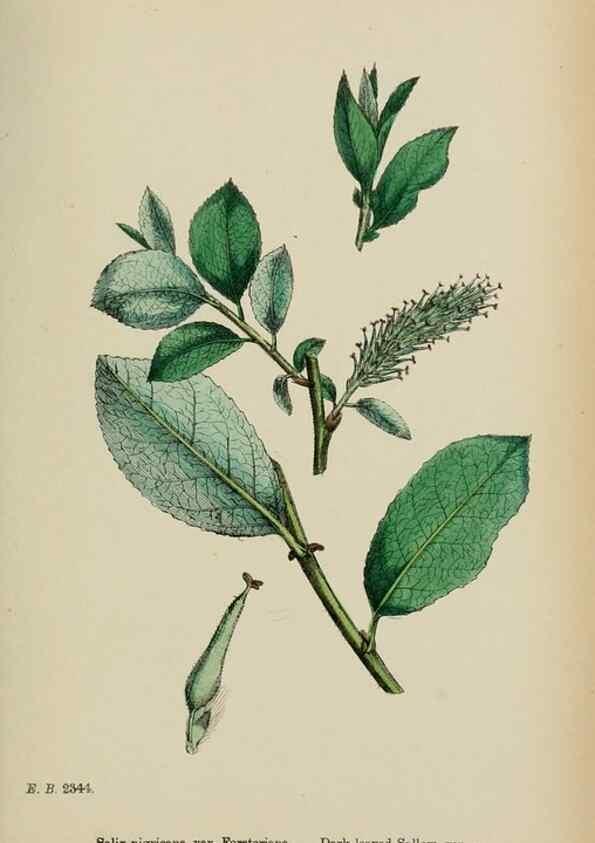 Reproducción/Reproduction 48753632378: English botany, or, Coloured figures of British plants /. London :R. Hardwicke,1863-1886.. 