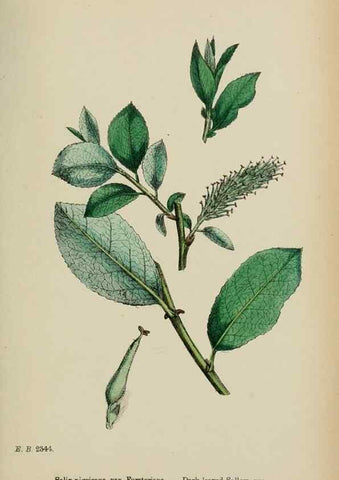 Reproducción/Reproduction 48753632378: English botany, or, Coloured figures of British plants /. London :R. Hardwicke,1863-1886.. 