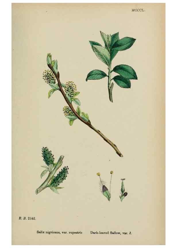 Reproducción/Reproduction 48753632583: English botany, or, Coloured figures of British plants /. London :R. Hardwicke,1863-1886.. 
