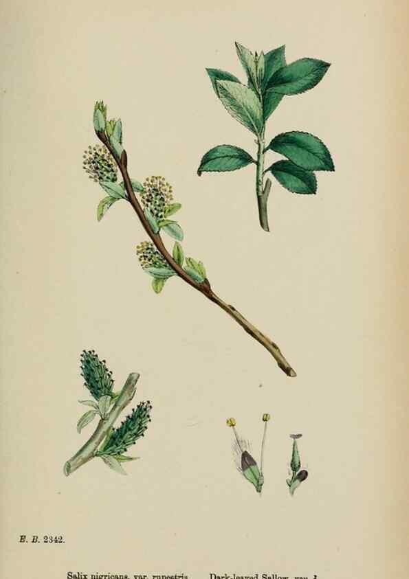 Reproducción/Reproduction 48753632583: English botany, or, Coloured figures of British plants /. London :R. Hardwicke,1863-1886.. 