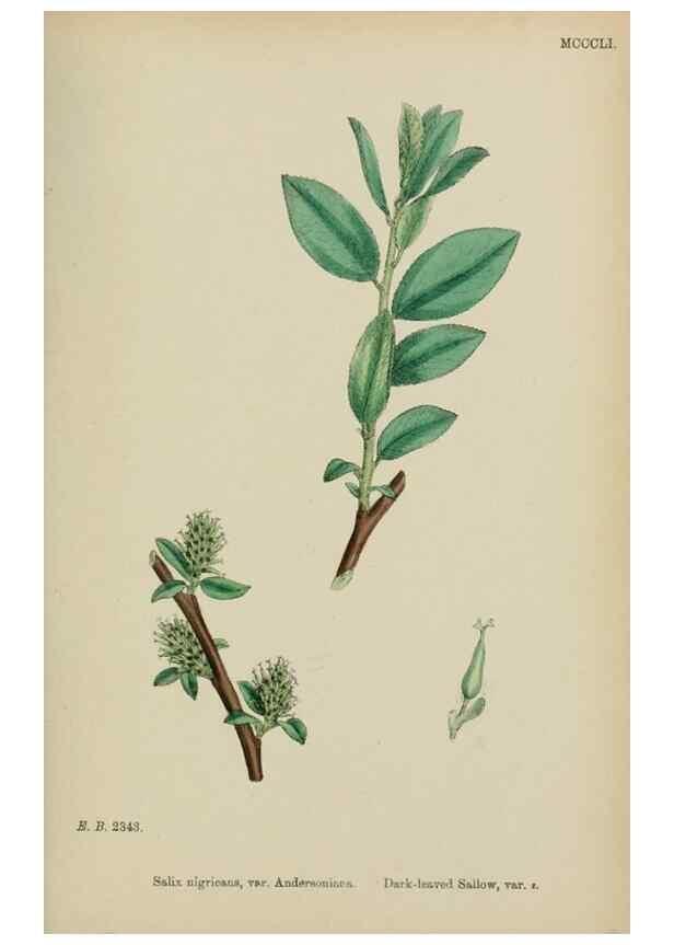 Reproducción/Reproduction 48754147447: English botany, or, Coloured figures of British plants /. London :R. Hardwicke,1863-1886.. 