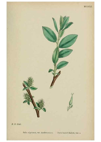 Reproducción/Reproduction 48754147447: English botany, or, Coloured figures of British plants /. London :R. Hardwicke,1863-1886.. 