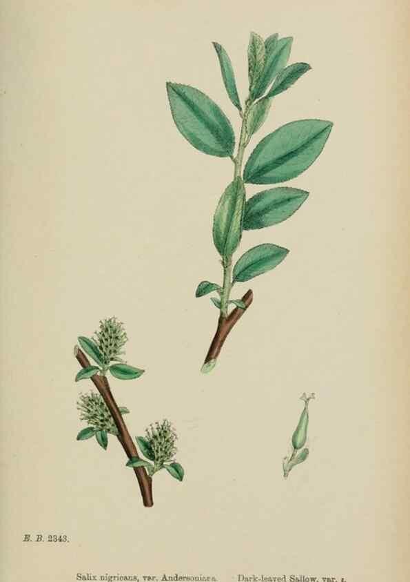 Reproducción/Reproduction 48754147447: English botany, or, Coloured figures of British plants /. London :R. Hardwicke,1863-1886.. 
