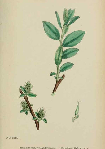 Reproducción/Reproduction 48754147447: English botany, or, Coloured figures of British plants /. London :R. Hardwicke,1863-1886.. 