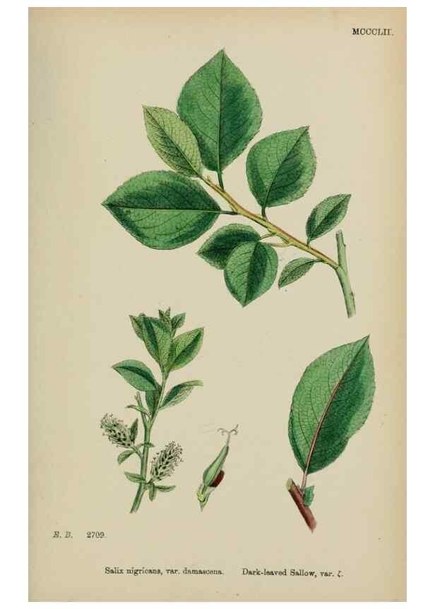 Reproducción/Reproduction 48753632943: English botany, or, Coloured figures of British plants /. London :R. Hardwicke,1863-1886.. 