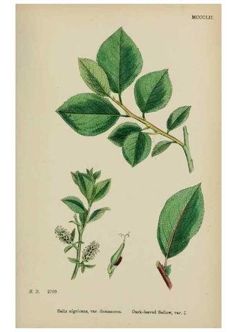 Reproducción/Reproduction 48753632943: English botany, or, Coloured figures of British plants /. London :R. Hardwicke,1863-1886.. 