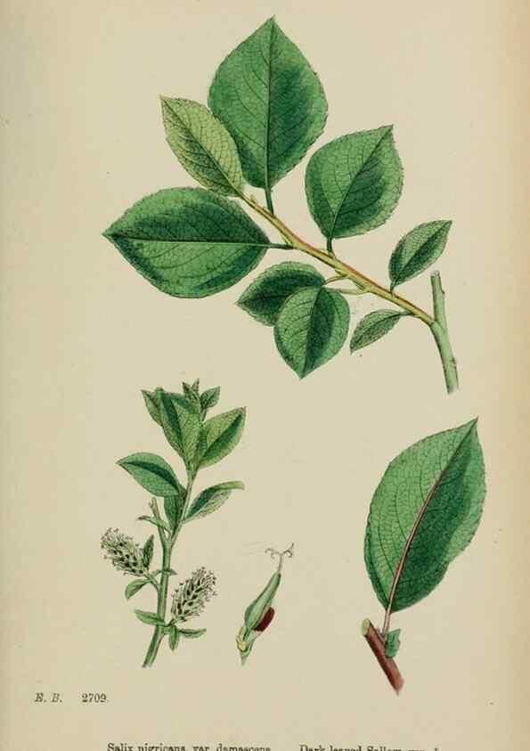 Reproducción/Reproduction 48753632943: English botany, or, Coloured figures of British plants /. London :R. Hardwicke,1863-1886.. 