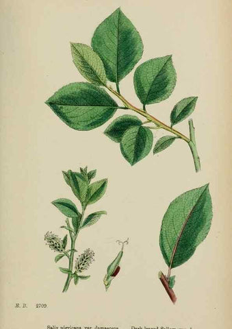 Reproducción/Reproduction 48753632943: English botany, or, Coloured figures of British plants /. London :R. Hardwicke,1863-1886.. 
