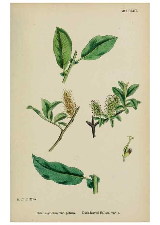 Reproducción/Reproduction 48753963526: English botany, or, Coloured figures of British plants /. London :R. Hardwicke,1863-1886.. 