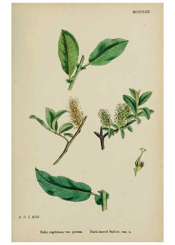 Reproducción/Reproduction 48753963526: English botany, or, Coloured figures of British plants /. London :R. Hardwicke,1863-1886.. 
