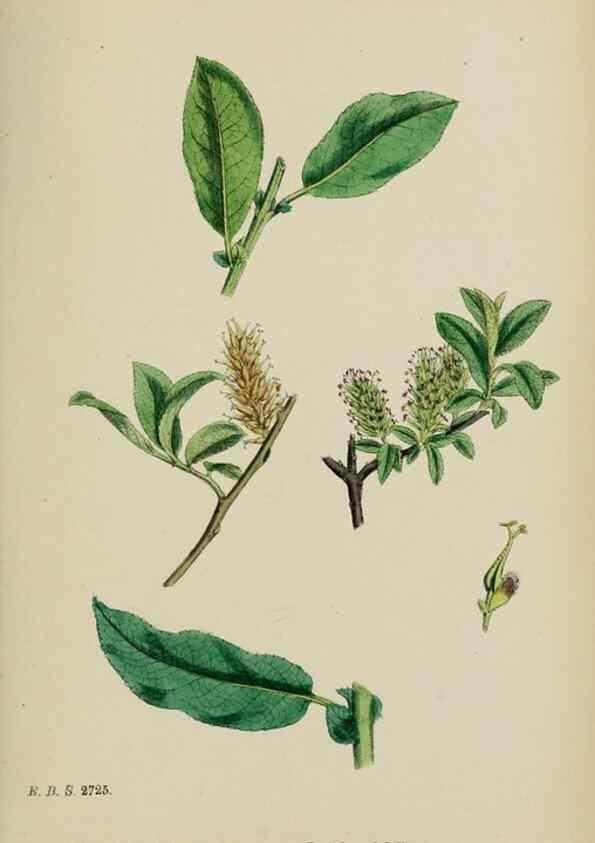 Reproducción/Reproduction 48753963526: English botany, or, Coloured figures of British plants /. London :R. Hardwicke,1863-1886.. 