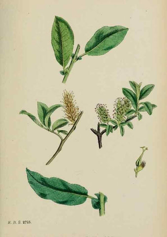 Reproducción/Reproduction 48753963526: English botany, or, Coloured figures of British plants /. London :R. Hardwicke,1863-1886.. 