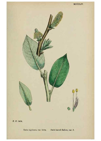 Reproducción/Reproduction 48754153667: English botany, or, Coloured figures of British plants /. London :R. Hardwicke,1863-1886.. 