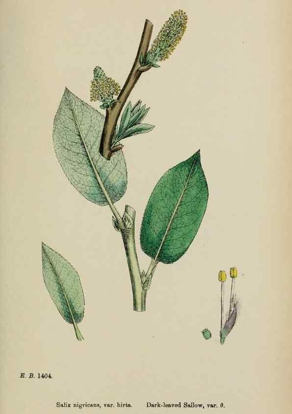 Reproducción/Reproduction 48754153667: English botany, or, Coloured figures of British plants /. London :R. Hardwicke,1863-1886.. 