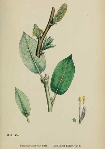 Reproducción/Reproduction 48754153667: English botany, or, Coloured figures of British plants /. London :R. Hardwicke,1863-1886.. 