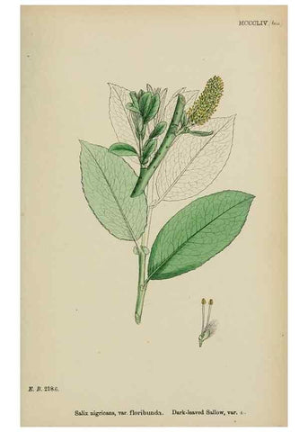 Reproducción/Reproduction 48753964151: English botany, or, Coloured figures of British plants /. London :R. Hardwicke,1863-1886.. 