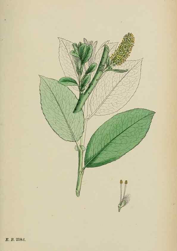 Reproducción/Reproduction 48753964151: English botany, or, Coloured figures of British plants /. London :R. Hardwicke,1863-1886.. 