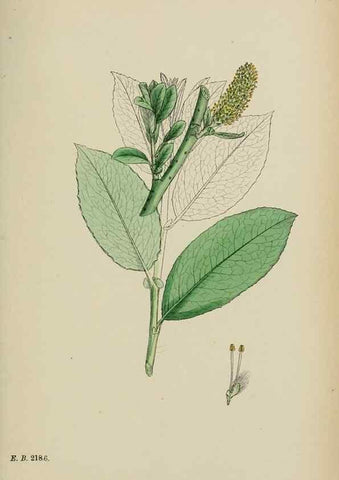 Reproducción/Reproduction 48753964151: English botany, or, Coloured figures of British plants /. London :R. Hardwicke,1863-1886.. 