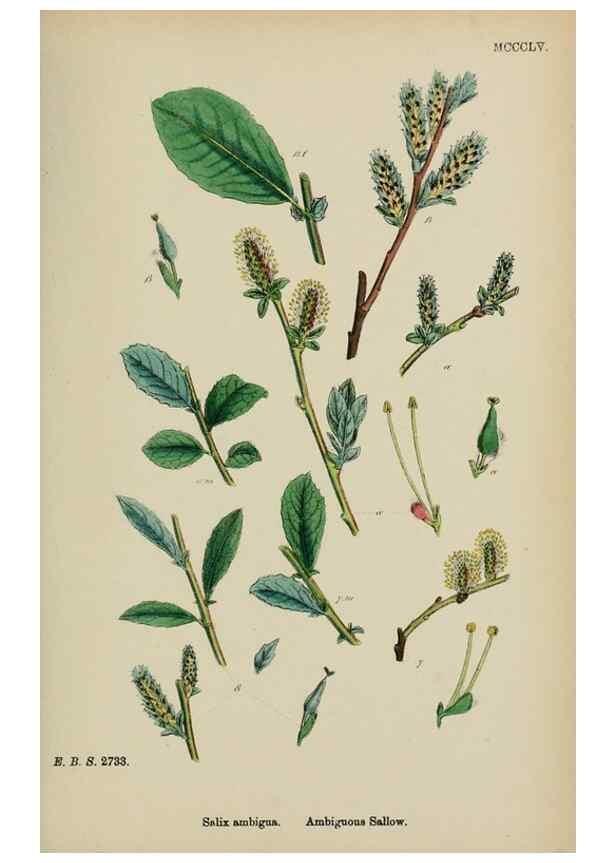 Reproducción/Reproduction 48754154062: English botany, or, Coloured figures of British plants /. London :R. Hardwicke,1863-1886.. 