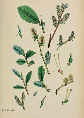 Reproducción/Reproduction 48754154062: English botany, or, Coloured figures of British plants /. London :R. Hardwicke,1863-1886.. 